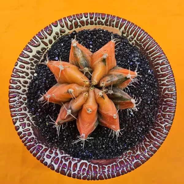 Gymnocalycium Mihanovichii 5 cm  Özel Tür Kaktüs