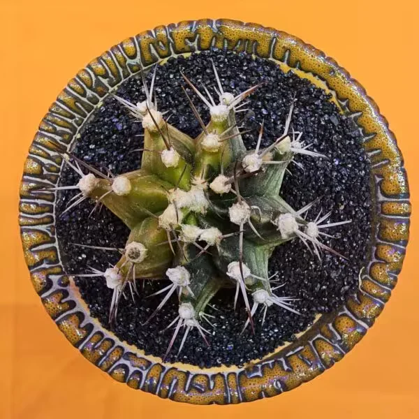Gymnocalycium Mihanovichii 5,5 cm  Boyutunda Özel Tür Kaktüs