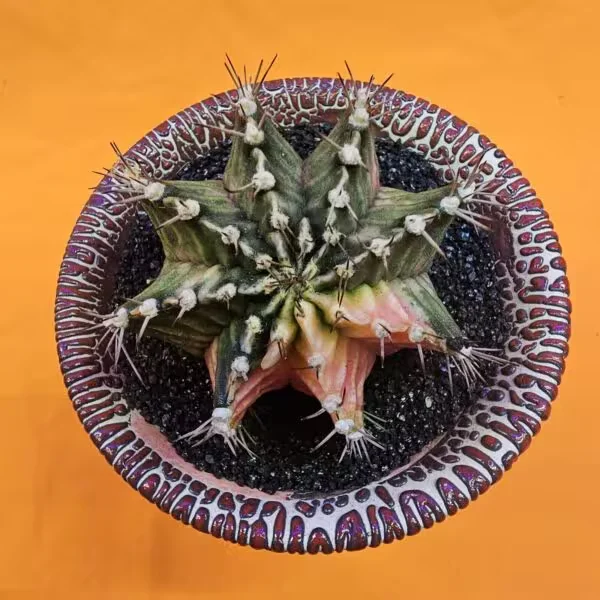 Gymnocalycium Mihanovichii 7 cm  Boyutunda Özel Tür Kaktüs