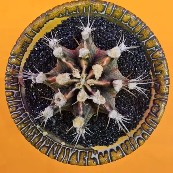 Gymnocalycium Mihanovichii 6 cm  Boyutunda Özel Tür Kaktüs