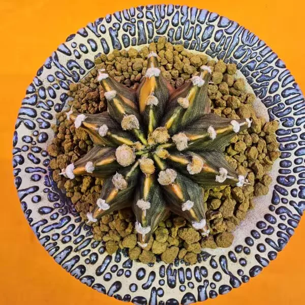 Gymnocalycium Mihanovichii 6 cm  Boyutunda Özel Tür Kaktüs