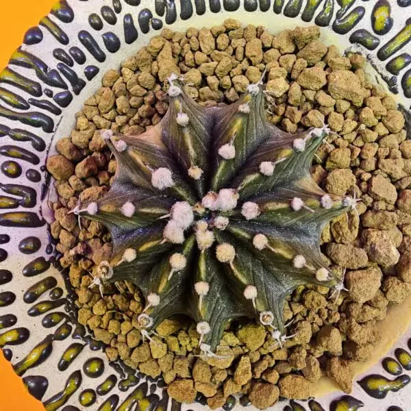 Gymnocalycium Mihanovichii 5 cm  Boyutunda Özel Tür Kaktüs
