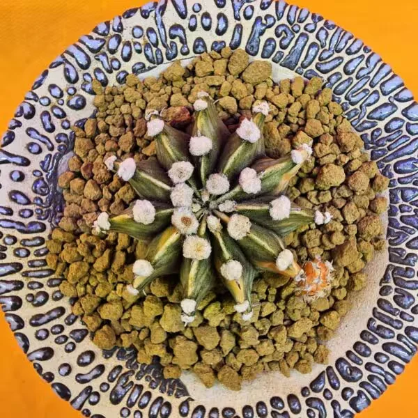Gymnocalycium Mihanovichii 5 cm  Boyutunda Özel Tür Kaktüs