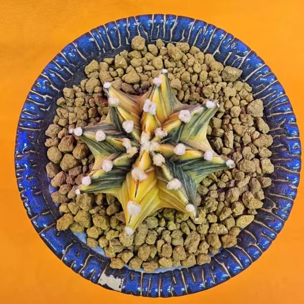 Gymnocalycium Mihanovichii 5,5 cm  Boyutunda Özel Tür Kaktüs