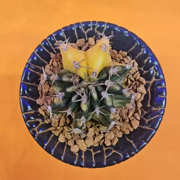 Gymnocalycium Mihanovichii 4 cm  Boyutunda Özel Tür Kaktüs