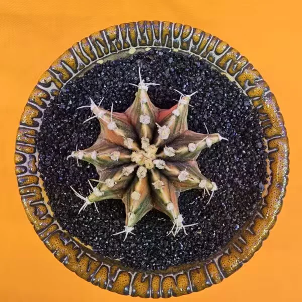 Gymnocalycium Mihanovichii 5 cm  Boyutunda Özel Tür Kaktüs
