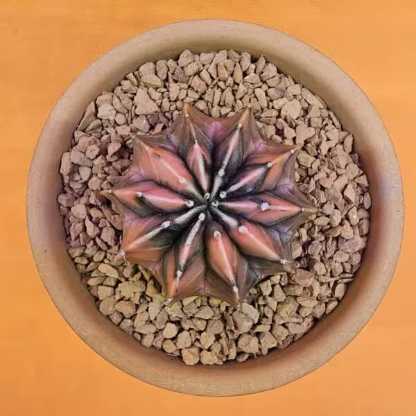 Gymnocalycium Mihanovichii 5 cm  Boyutunda Özel Tür Kaktüs