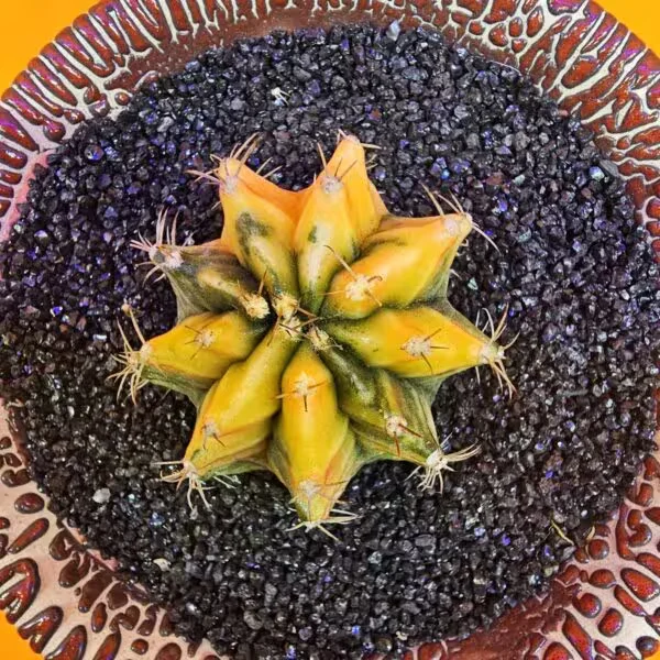 Gymnocalycium Mihanovichii 4 cm  Boyutunda Özel Tür Kaktüs