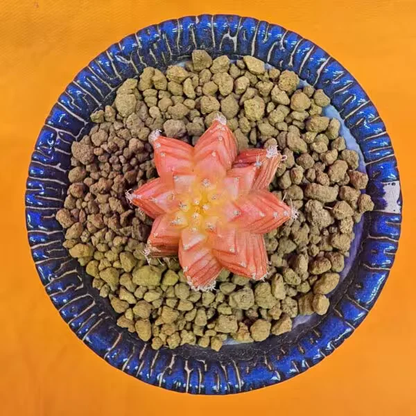 Gymnocalycium Mihanovichii 4 cm  Boyutunda Özel Tür Kaktüs