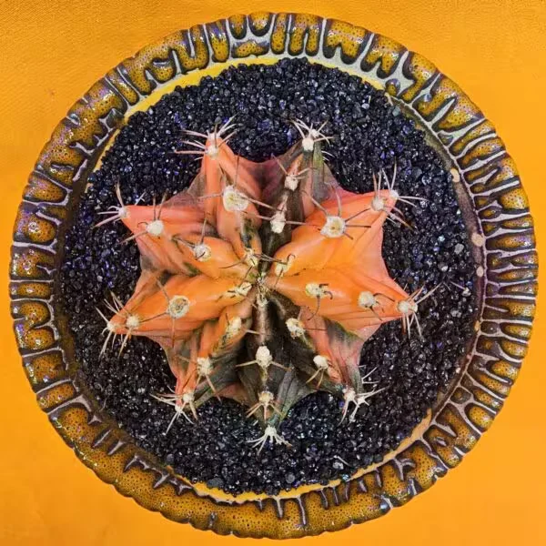 Gymnocalycium Mihanovichii 5,5 cm  Boyutunda Özel Tür Kaktüs