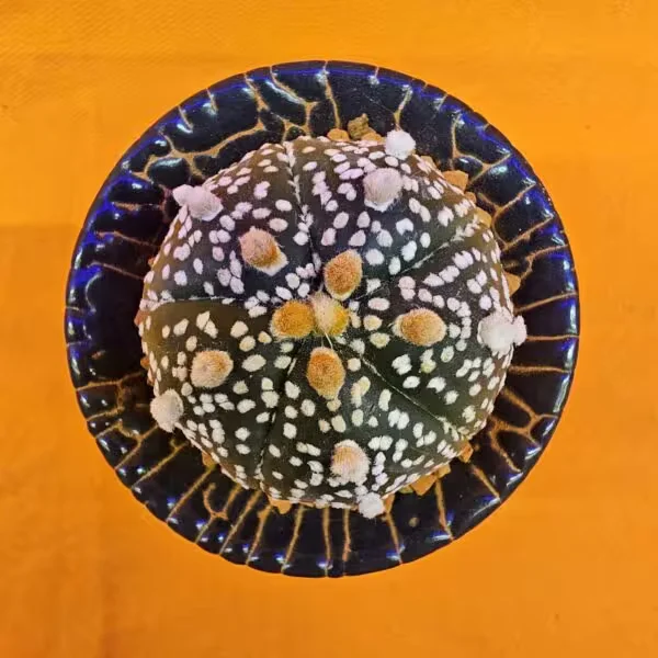 Gymnocalycium Mihanovichii 4 cm  Boyutunda Özel Tür Kaktüs