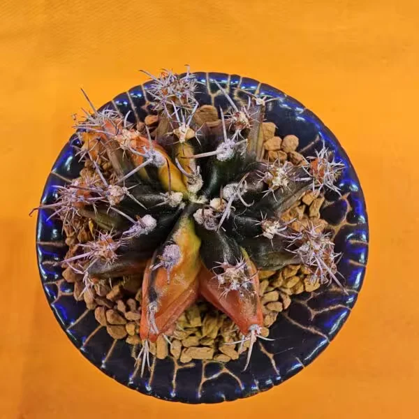 Gymnocalycium Mihanovichii 5 cm  Boyutunda Özel Tür Kaktüs