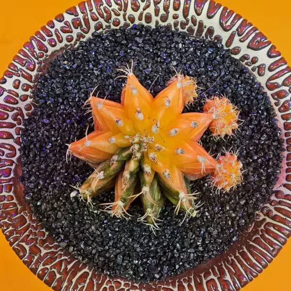 Gymnocalycium Mihanovichii 4 cm  Boyutunda Özel Tür Kaktüs