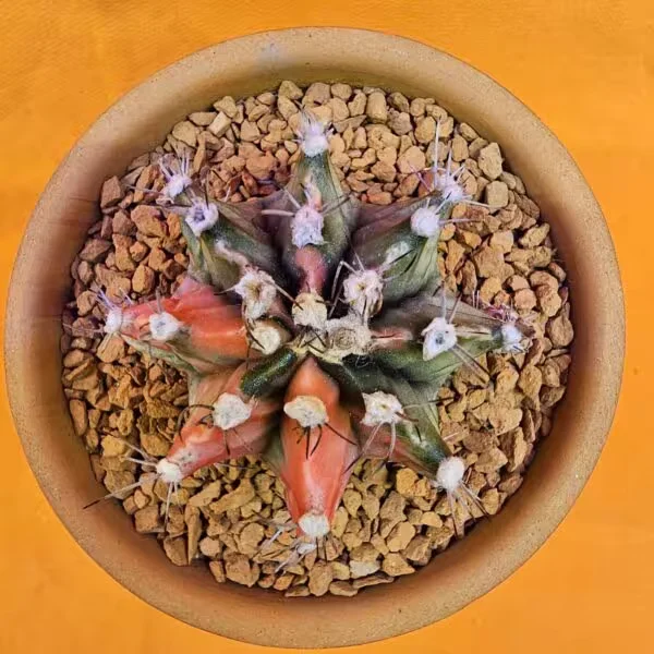 Gymnocalycium Mihanovichii 5 cm  Boyutunda Özel Tür Kaktüs