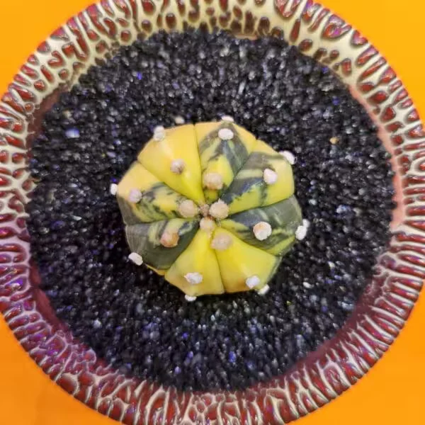 Astrophytum Veriagata 4 cm  Boyutunda Özel Tür Kaktüs
