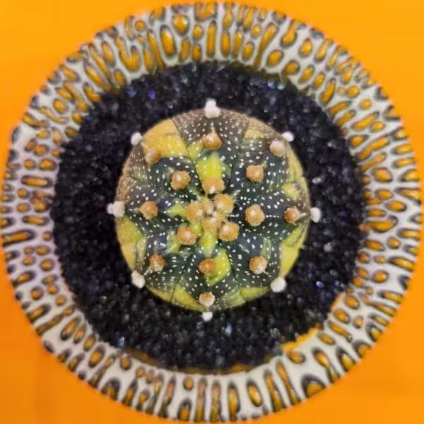 Astrophytum Veriagata 4,5 cm  Boyutunda Özel Tür Kaktüs