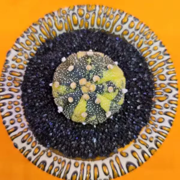 Astrophytum Veriagata 4 cm  Boyutunda Özel Tür Kaktüs