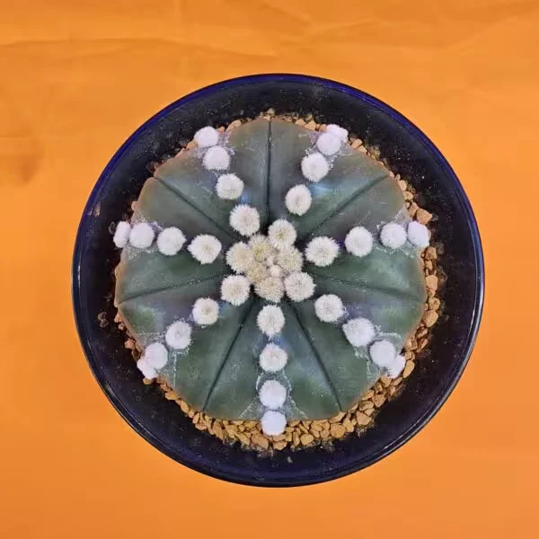 Astrophytum Ooibo 5 cm yükseklik 8 cm  Boyutunda Özel Tür Kaktüs