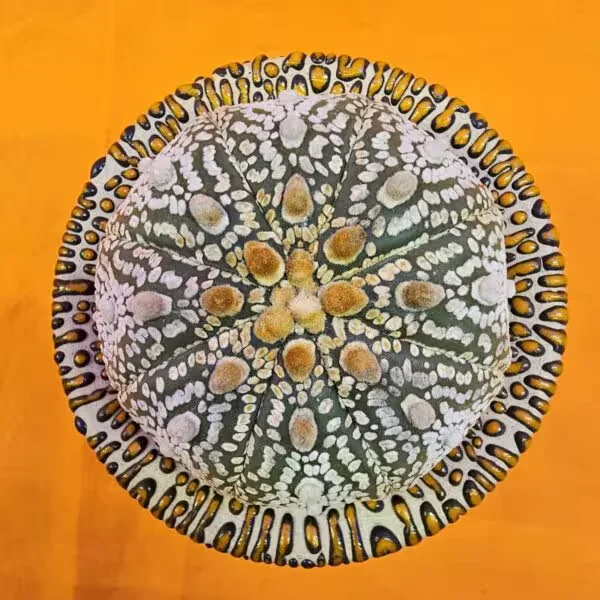Astrophytum Star Shape 7,5 cm  Boyutunda Özel Tür Kaktüs