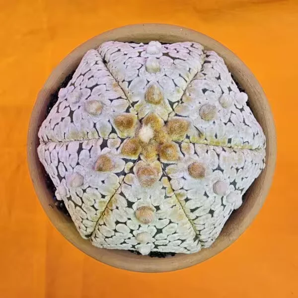 Astrophytum Star Shape 8 cm  Boyutunda Özel Tür Kaktüs