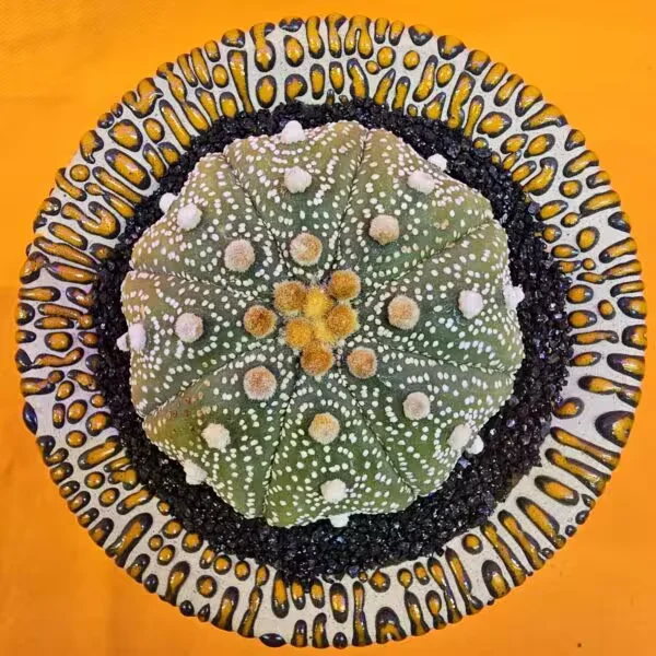 Astrophytum Star Shape 6,5 cm  Boyutunda Özel Tür Kaktüs
