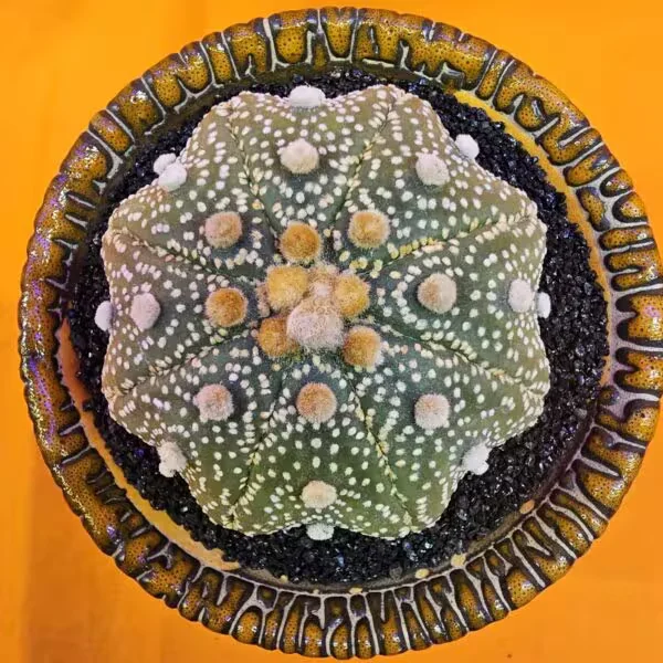 Astrophytum Star Shape 7 cm  Boyutunda Özel Tür Kaktüs