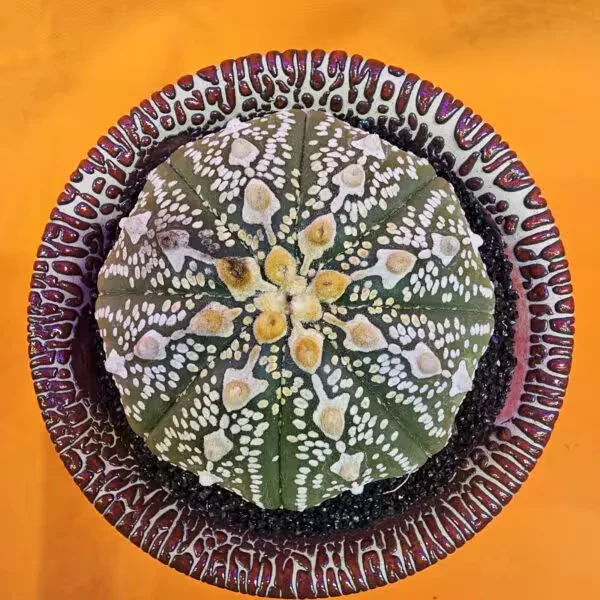 Astrophytum Asterias 7 cm  Boyutunda Özel Tür Kaktüs