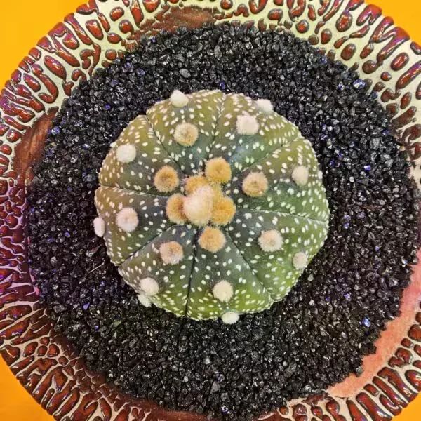 Astrophytum Star Shape 4,5 cm  Boyutunda Özel Tür Kaktüs