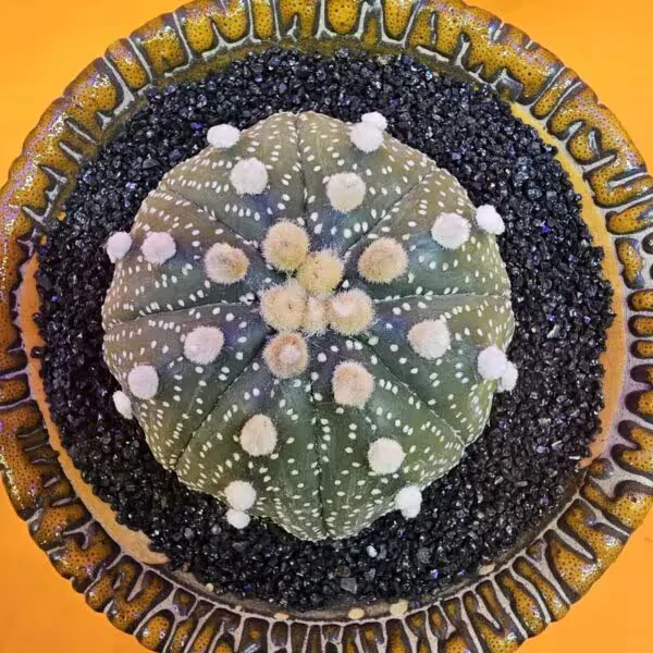 Astrophytum Star Shape 5,5 cm  Boyutunda Özel Tür Kaktüs