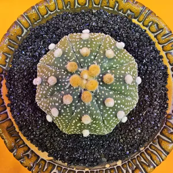 Astrophytum Star Shape 5 cm  Boyutunda Özel Tür Kaktüs