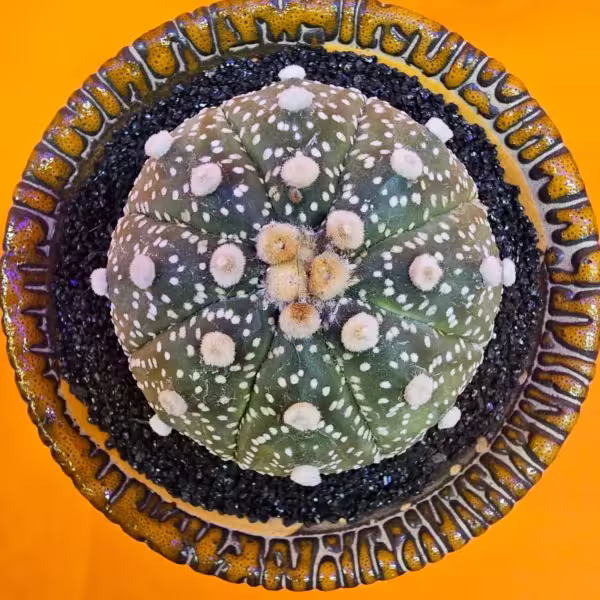 Astrophytum Star Shape 6 cm  Boyutunda Özel Tür Kaktüs
