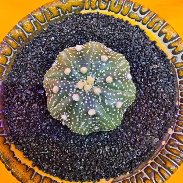 Astrophytum Star Shape 4,5 cm  Boyutunda Özel Tür Kaktüs