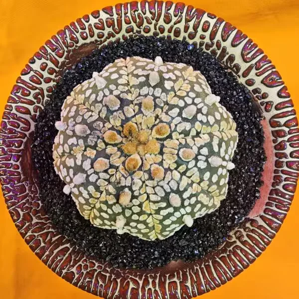 Astrophytum Star Shape 6 cm  Boyutunda Özel Tür Kaktüs