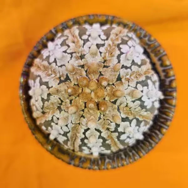 Astrophytum Super Kabuto 7,5 cm  Boyutunda Özel Tür Kaktüs