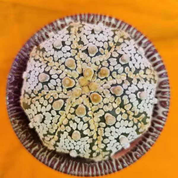 Astrophytum Super Kabuto 7 cm  Boyutunda Özel Tür Kaktüs