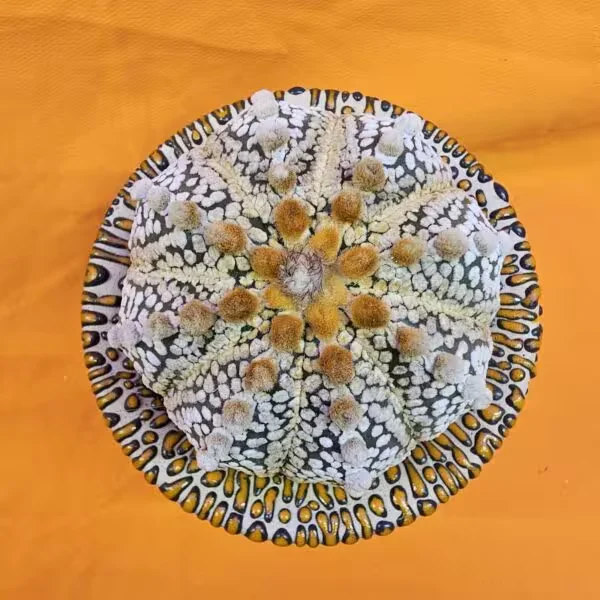 Astrophytum Super Kabuto 7,5 cm  Boyutunda Özel Tür Kaktüs