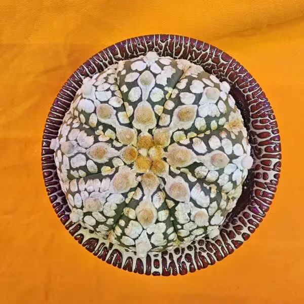 Astrophytum Super Kabuto 7 cm  Boyutunda Özel Tür Kaktüs