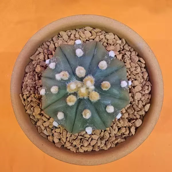 Astrophytum Asterias 5 cm  Boyutunda Özel Tür Kaktüs