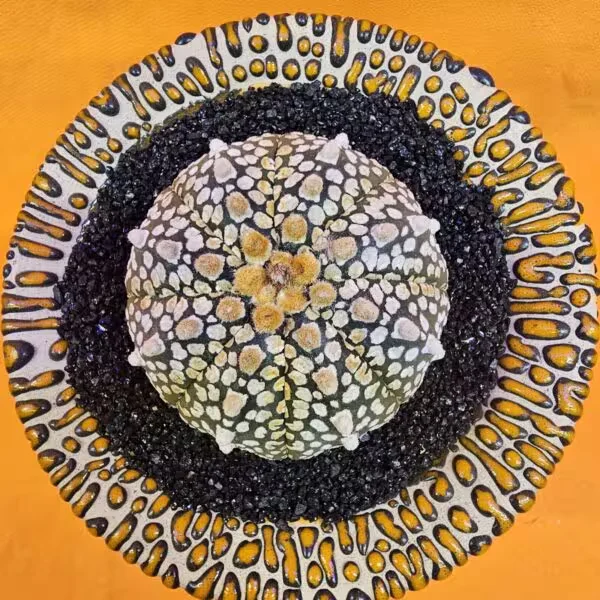 Astrophytum Super Kabuto 5 cm  Boyutunda Özel Tür Kaktüs
