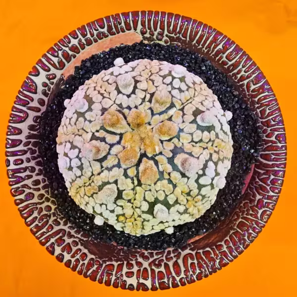 Astrophytum Super Kabuto 6 cm  Boyutunda Özel Tür Kaktüs