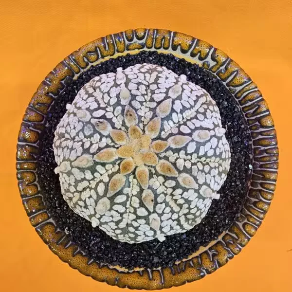 Astrophytum Super Kabuto 6 cm  Boyutunda Özel Tür Kaktüs