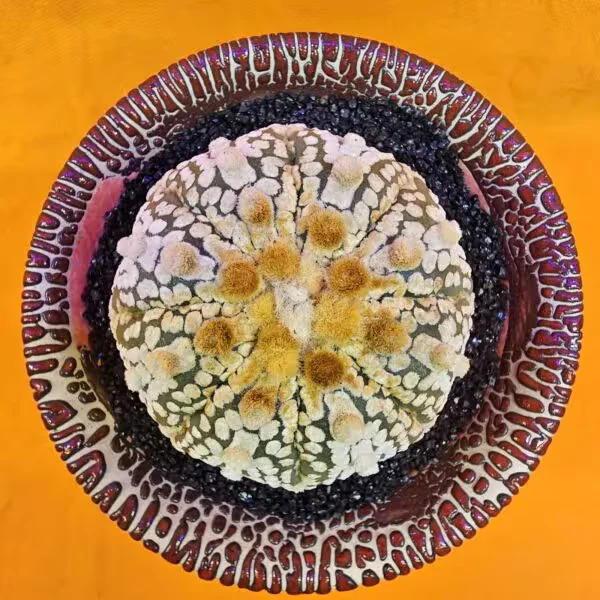 Astrophytum Super Kabuto 5,5 cm  Boyutunda Özel Tür Kaktüs