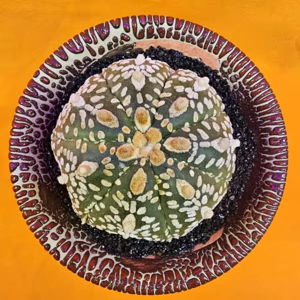 Astrophytum Super Kabuto 6 cm  Boyutunda Özel Tür Kaktüs