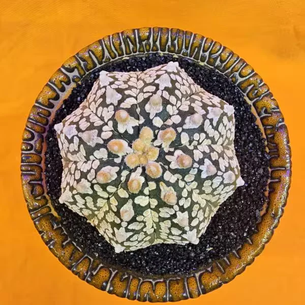 Astrophytum Super Kabuto 6 cm  Boyutunda Özel Tür Kaktüs