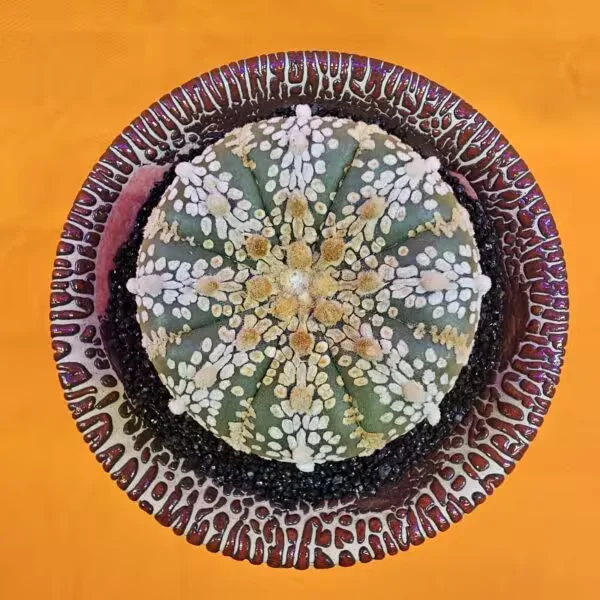 Astrophytum Super Kabuto 5 cm  Boyutunda Özel Tür Kaktüs