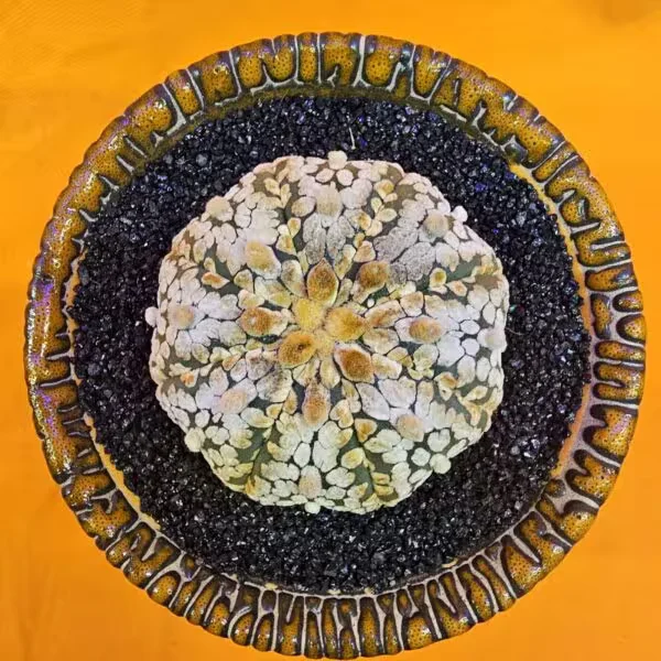 Astrophytum Super Kabuto 5,5 cm  Boyutunda Özel Tür Kaktüs