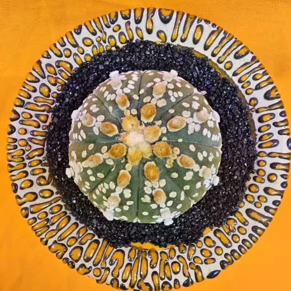 Astrophytum Super Kabuto 5,5 cm  Boyutunda Özel Tür Kaktüs