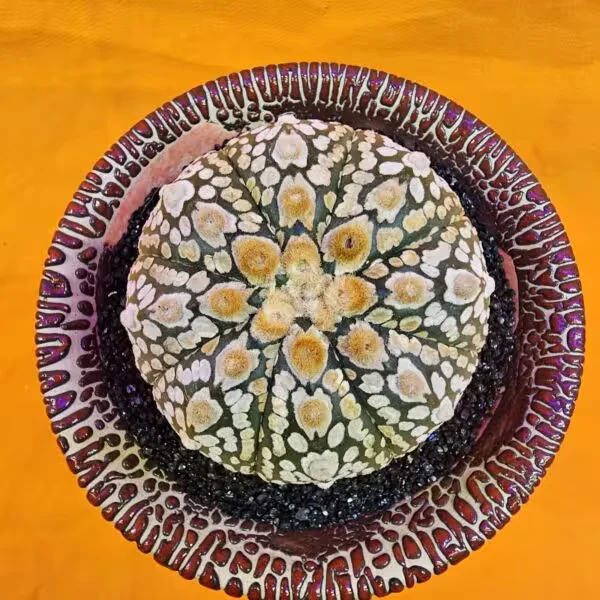 Astrophytum Super Kabuto 5,5 cm  Boyutunda Özel Tür Kaktüs