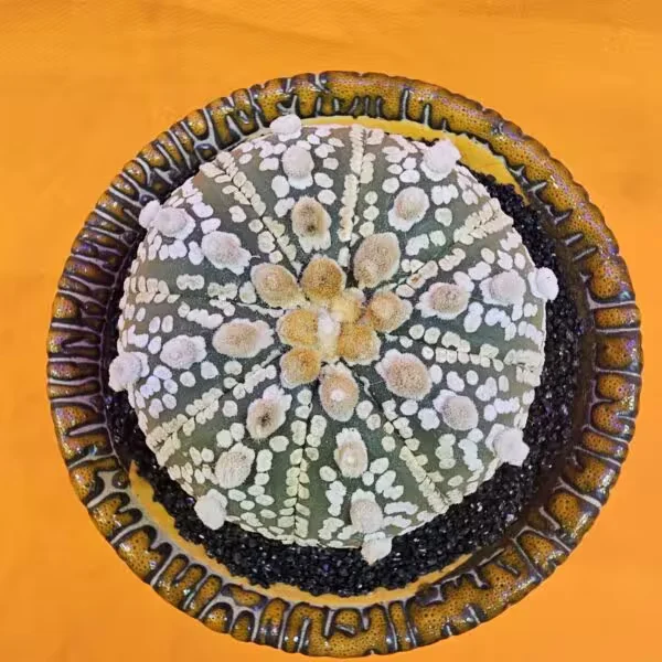 Astrophytum Super Kabuto 6 cm  Boyutunda Özel Tür Kaktüs