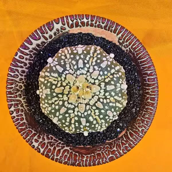 Astrophytum Super Kabuto 5 cm  Boyutunda Özel Tür Kaktüs